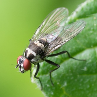 A fly on the edge of a leaf.